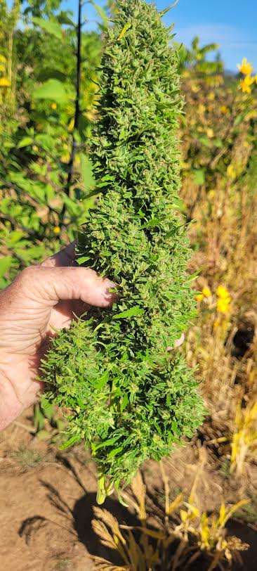 Beautiful Sativa Free Seed Bud