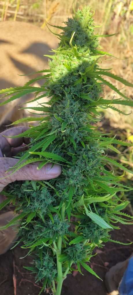 Free Seed Garden Bud