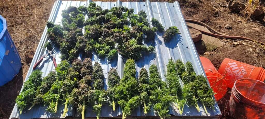 First Harvest Free Seed Garden