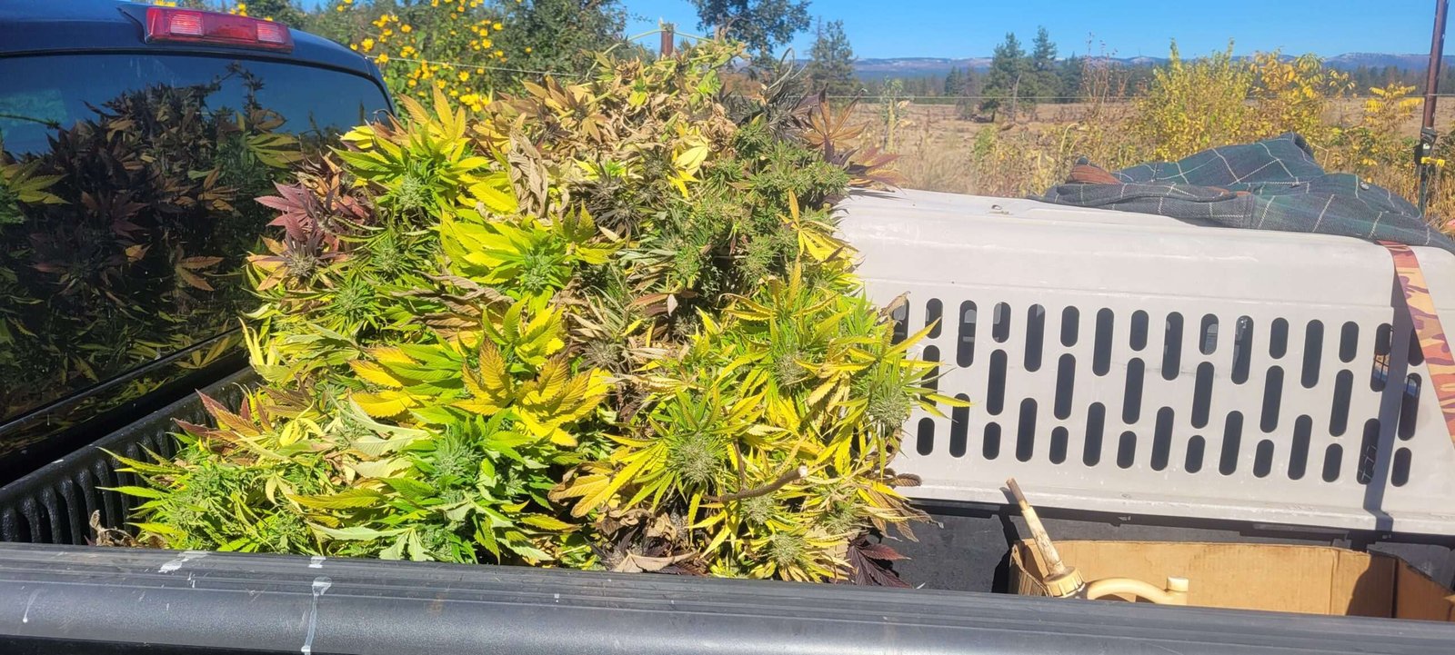 Whacking and Stacking Cannabis Harvest