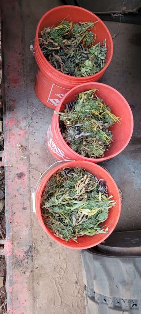 Secondary Harvest Free Seeds