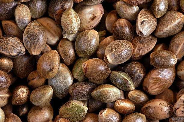 cannabis seeds