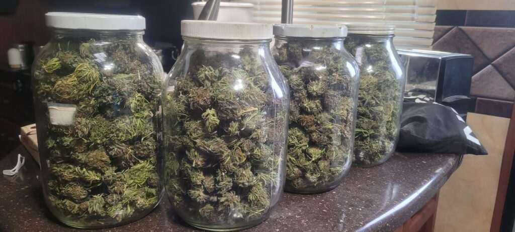 Cannabis in Jars