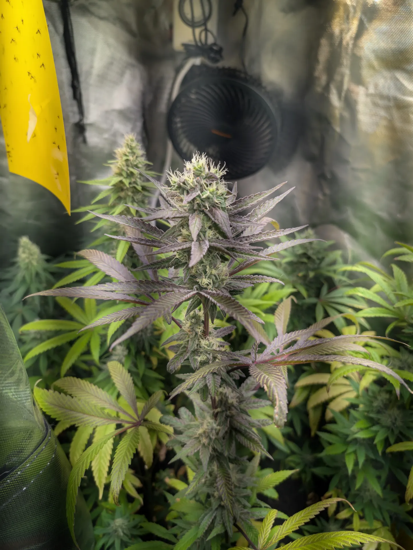 Moliotiko S1 Moliotiko S1