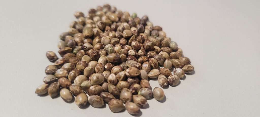 Purple Lemonade Seeds