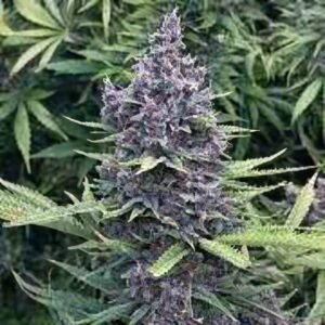 Purple Lemonade Cannabis Flower