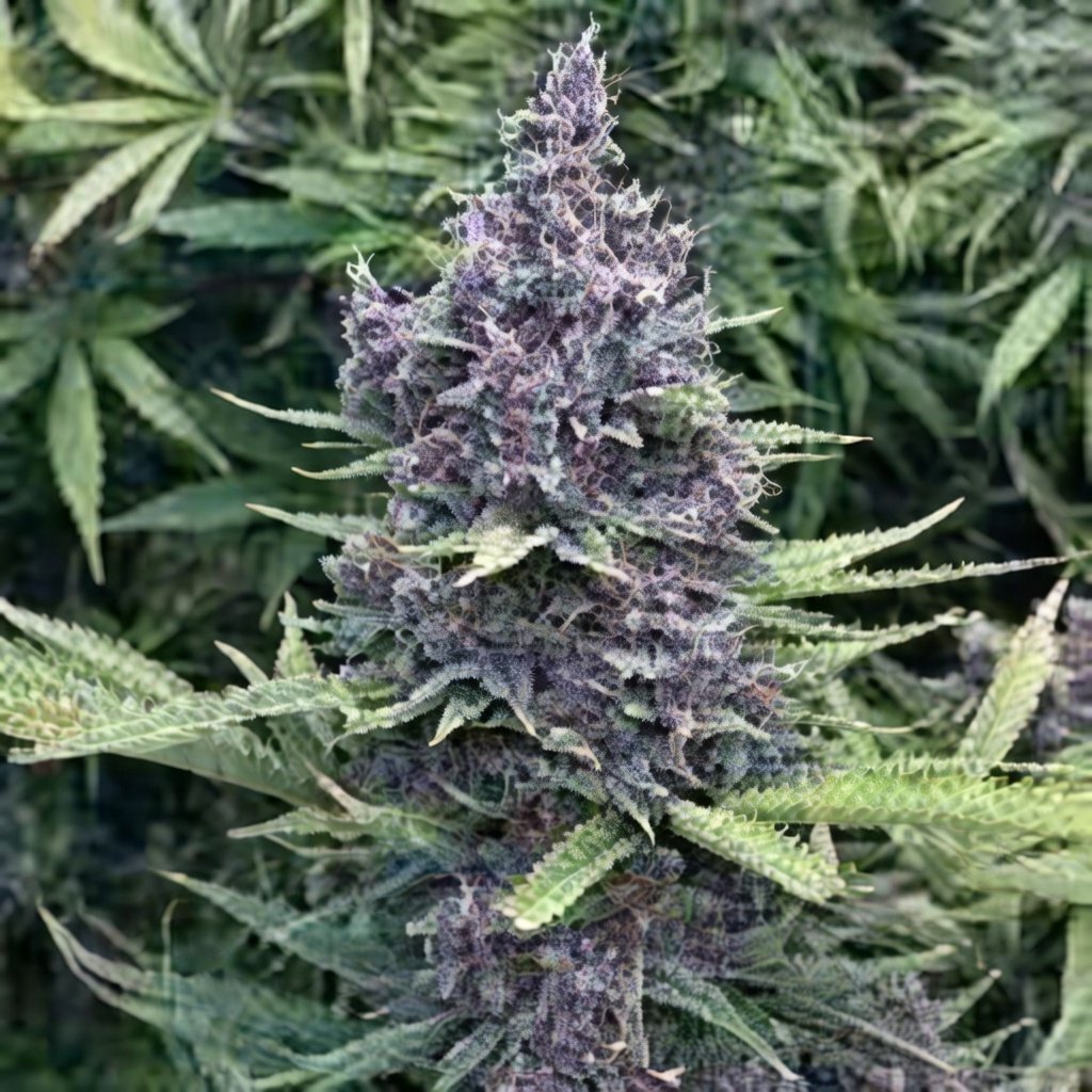 Purple Lemonade Cannabis Flower