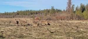 deer on my off-grid property