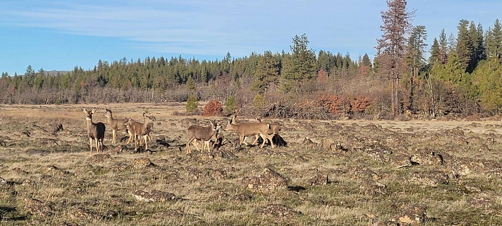 deer on my off-grid property