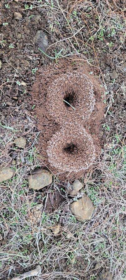 insect holes