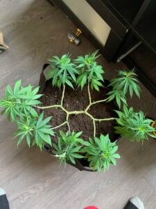 Manifolding Cannabis Plants