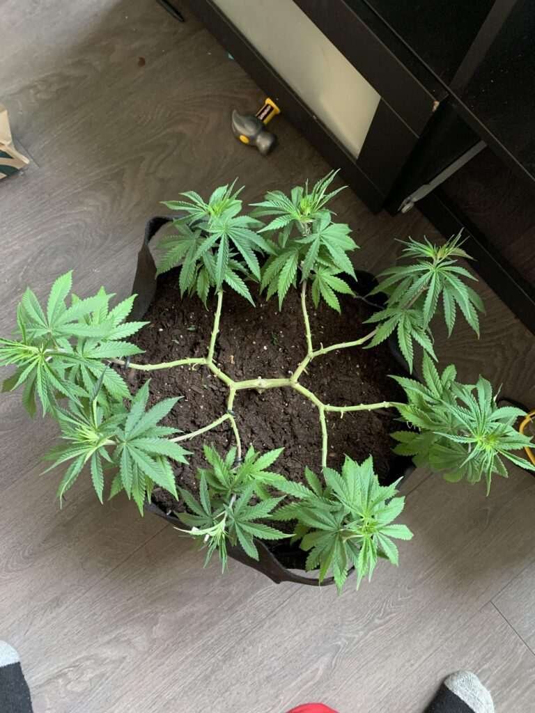Manifolding Cannabis Plants