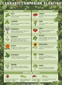 Companion Plants for Cannabis