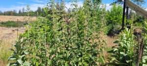 Stinging Nettles is a favorite plant for guerrilla growing.