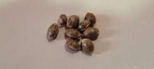 Cannabis seeds shipped daily from Just Cannabis Seed.