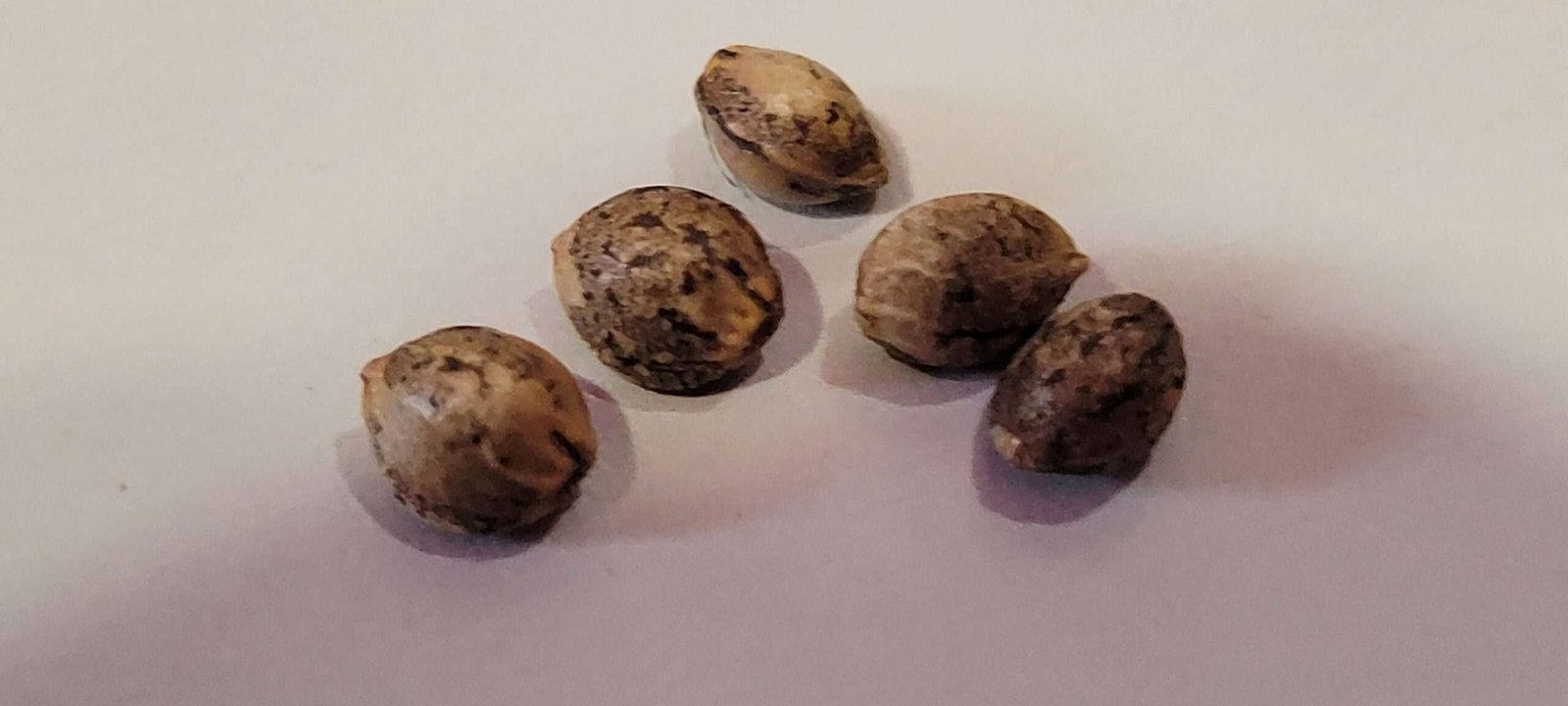 Cannabis seeds that actually grow!