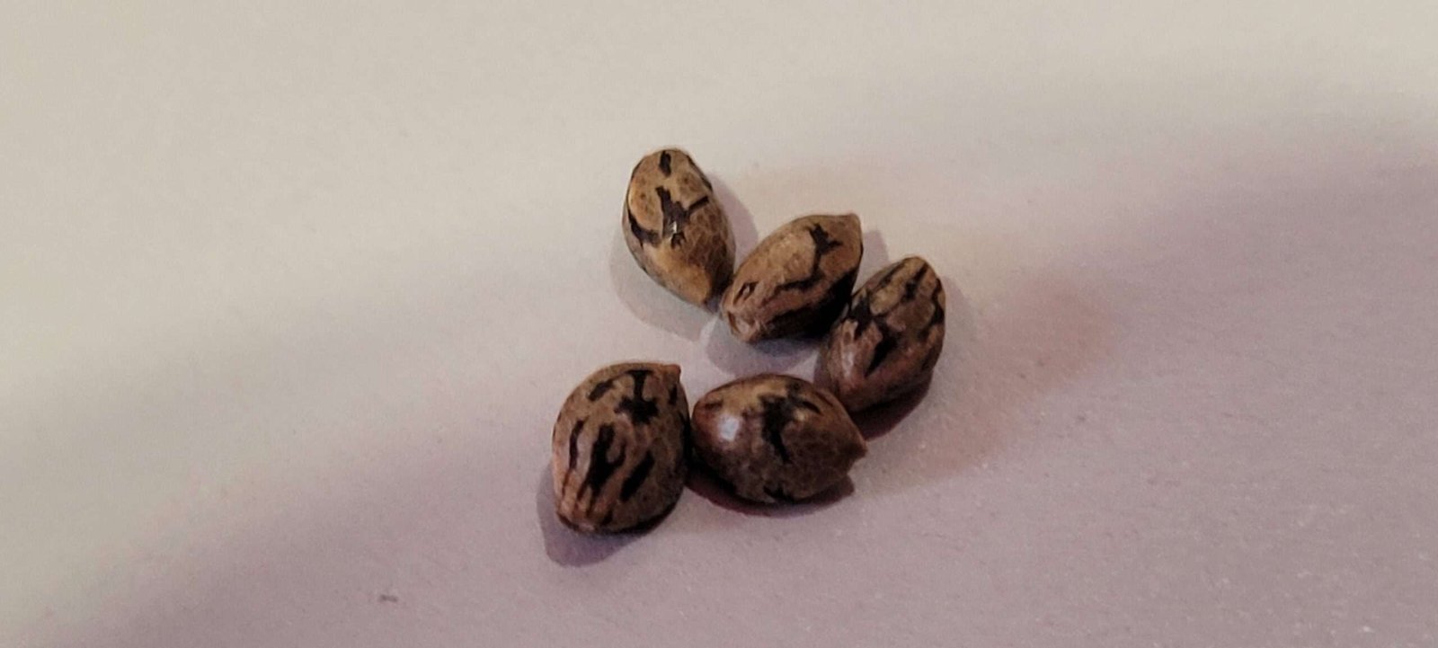 Spirit Train Cannabis Seeds