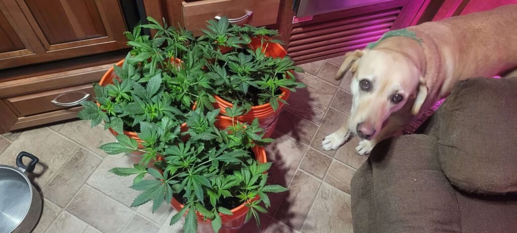 These cannabis plants will be about 1 1/2 months old when planted at Stony Oasis Farms.