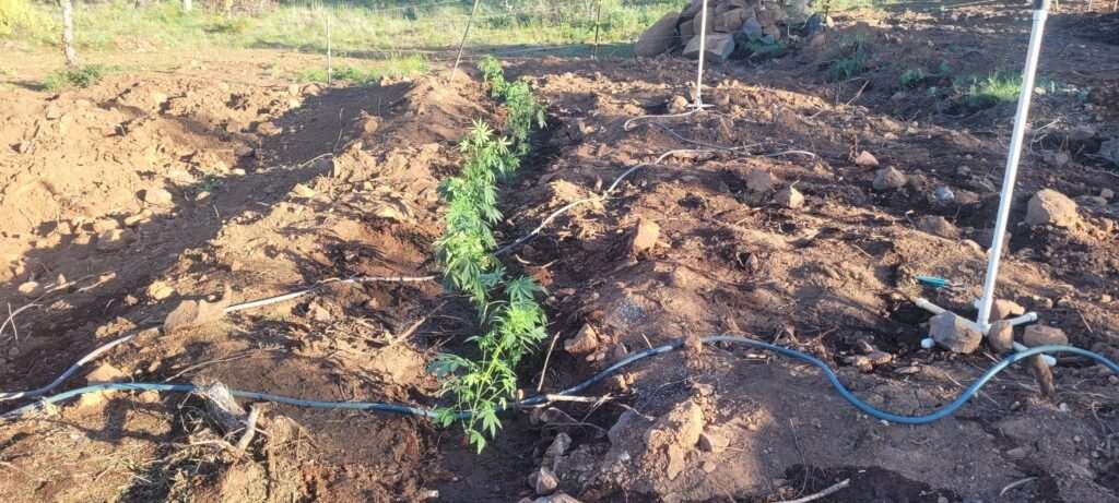 Fifteen plants planted in the dry-land hugelkultur.