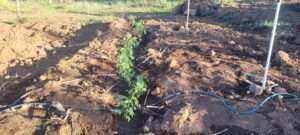 Fifteen plants planted in the dry-land hugelkultur.