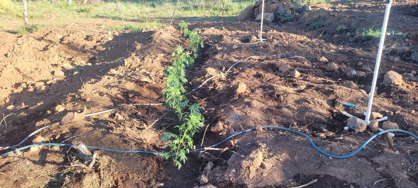 Fifteen plants planted in the dry-land hugelkultur.