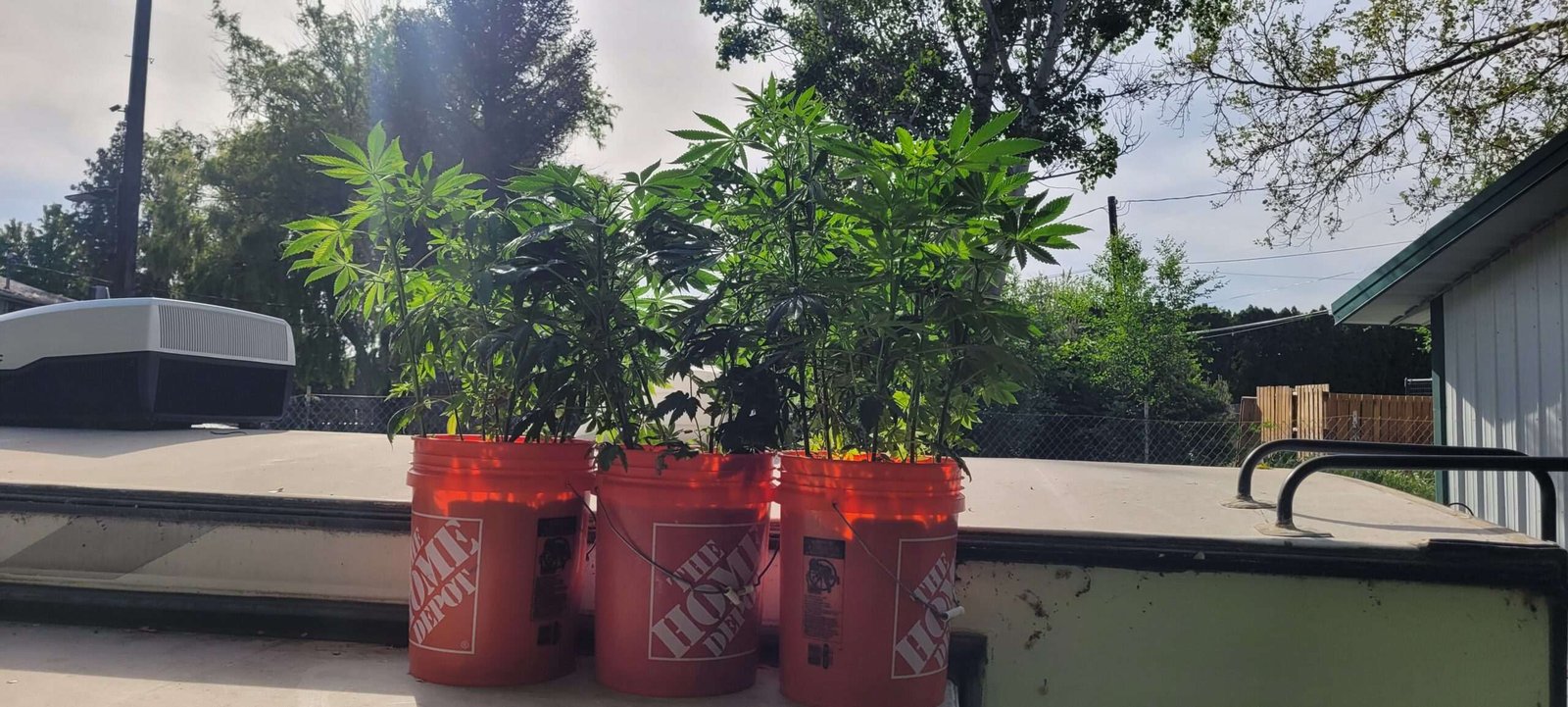 2 month old cannabis plants that will get huge...