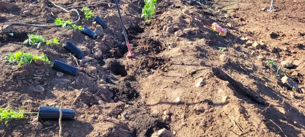Planting the cannabis plants and watering them in...