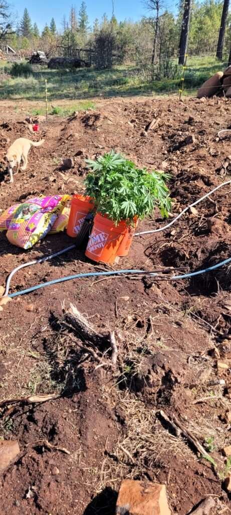 Nine different cannabis cultivars to be planted in the dryland hugelkultur.