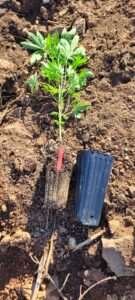 Grow the plants in tree type of pots so they do not become root-bound.
