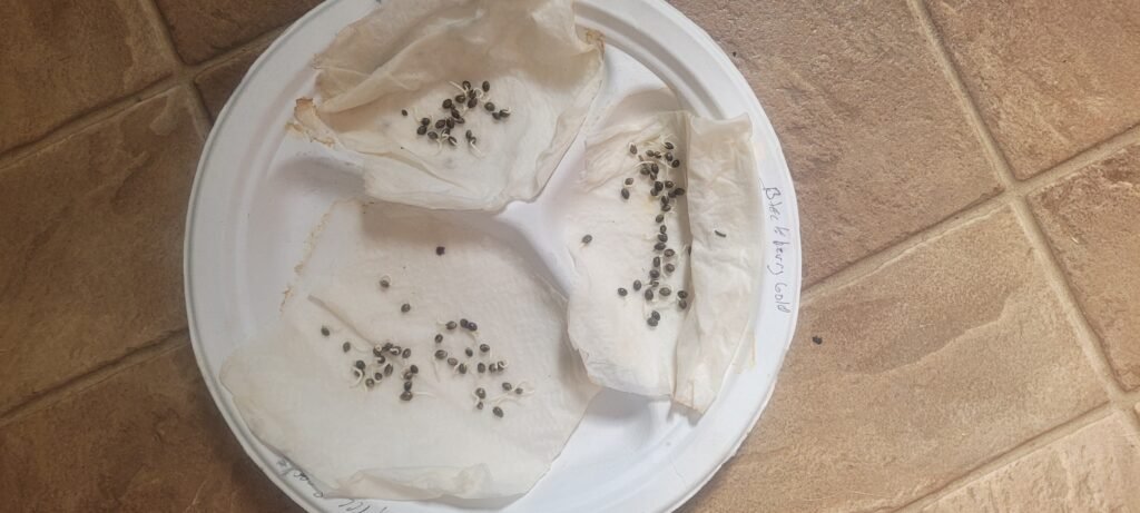 100% germination of all the seeds of 3 different strains.