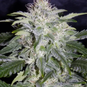 24 Carat Auto-Flower Feminized Cannabis Seeds
