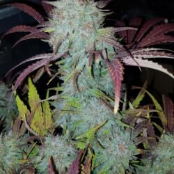 Double Grape Auto-Flower Feminized Cannabis Seeds