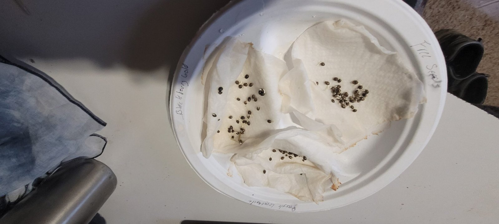 Germination testing cannabis seeds at JCS.