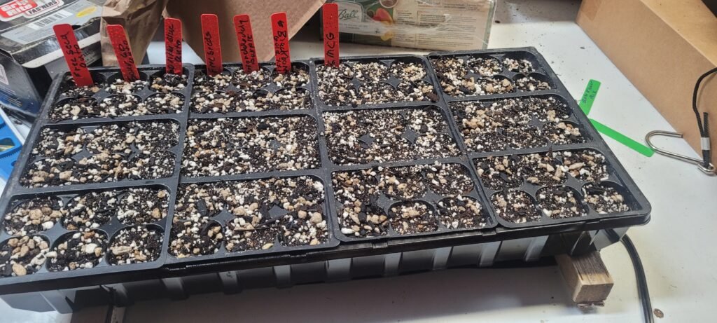 Extensively testing cannabis seed germination at JCS.
