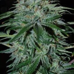 Alien vs Triangle Auto-Flower Feminized Cannabis Seeds