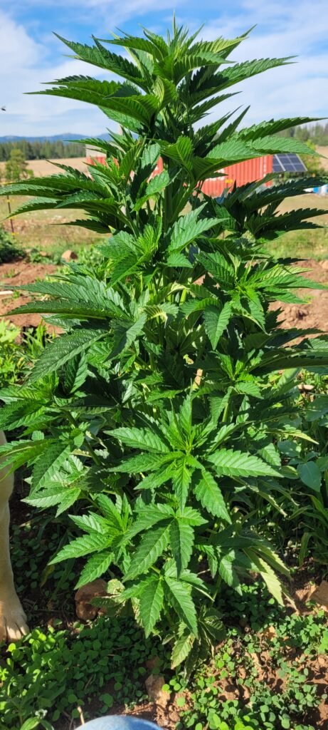 BadAss male cannabis plant.