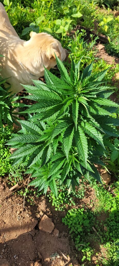 Male Badass BB's cannabis plant.