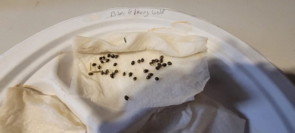 Blackberry Gold germ test at JCS.