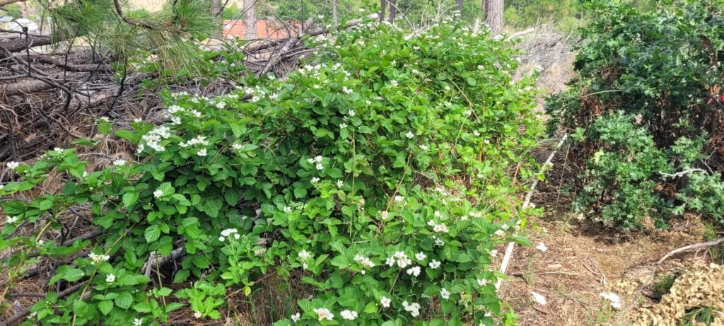 Blackberries blooming profusely at Stony Oasis.
