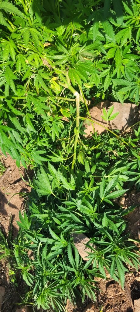 Broken cannabis plant limb from high winds.