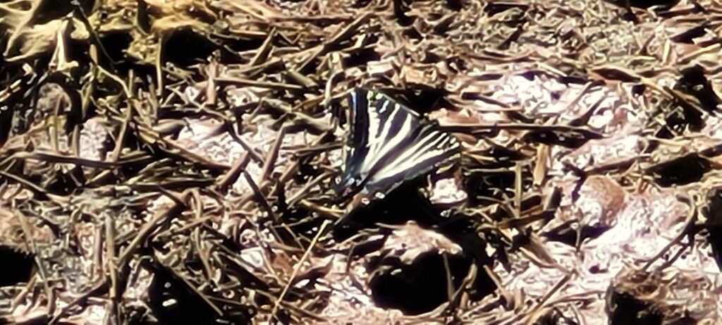 One of many butterflies at SOF.