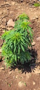 It is starting to grow with the better weather.