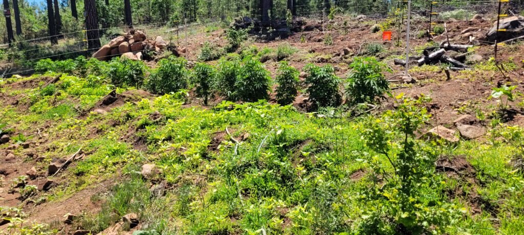 Cannabis plants growing at Stony Oasis Farms.