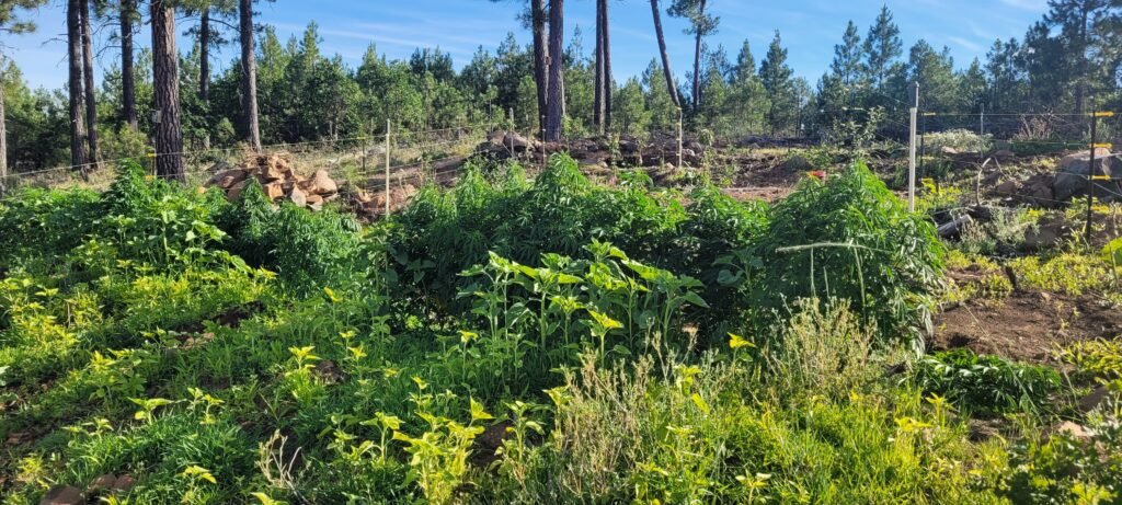 Cannabis plants growing at Stony Oasis Farms.