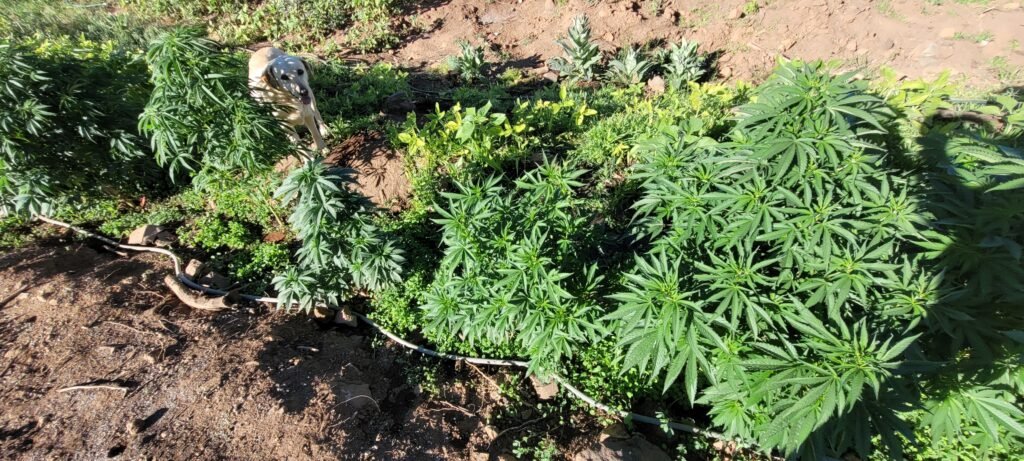 What to do if you get a cannabis runt.