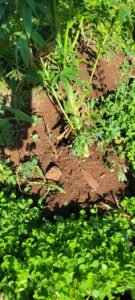 Pile fresh soil around the cannabis plants main stem.