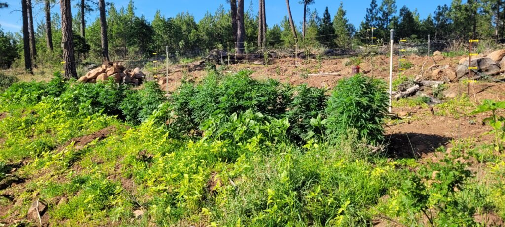 6/23/26 hugelkultur cannabis grow...plants are loving the additional nutrients.