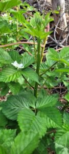 Thornless blackberrys are getting established.