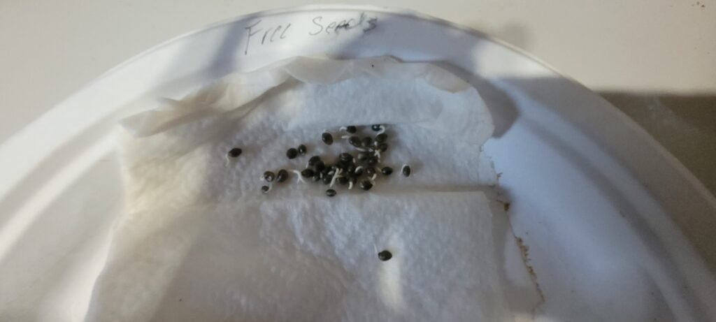 Testing free seed order seeds at JCS.