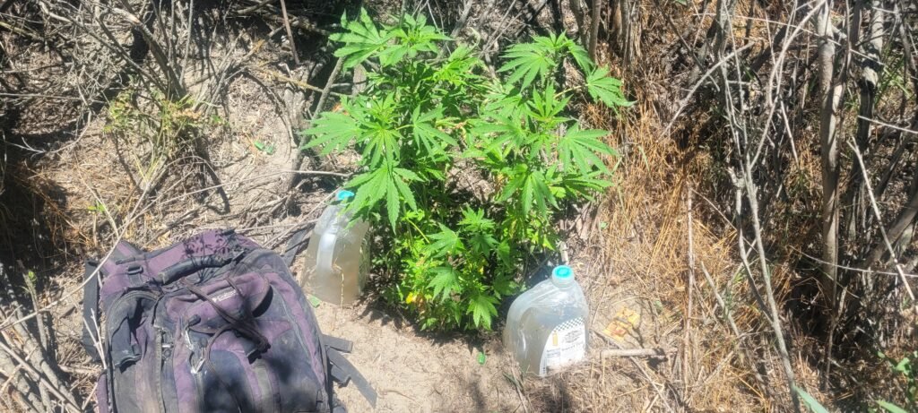 Water hack for growing cannabis in a dry climate.